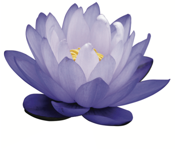 April showers bring May (BLUE LOTUS) flowers. Spread the beauty with the benefits of BLUE LOTUS